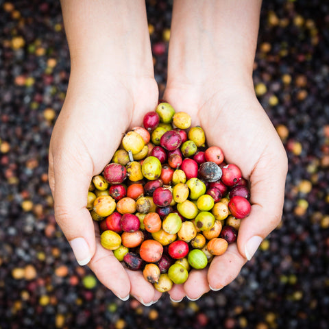 Live Organic: Production - オーガニックコーヒーの通販、サブスク - コーヒー豆の卸売り | TOKYO COFFEE Organic Coffee