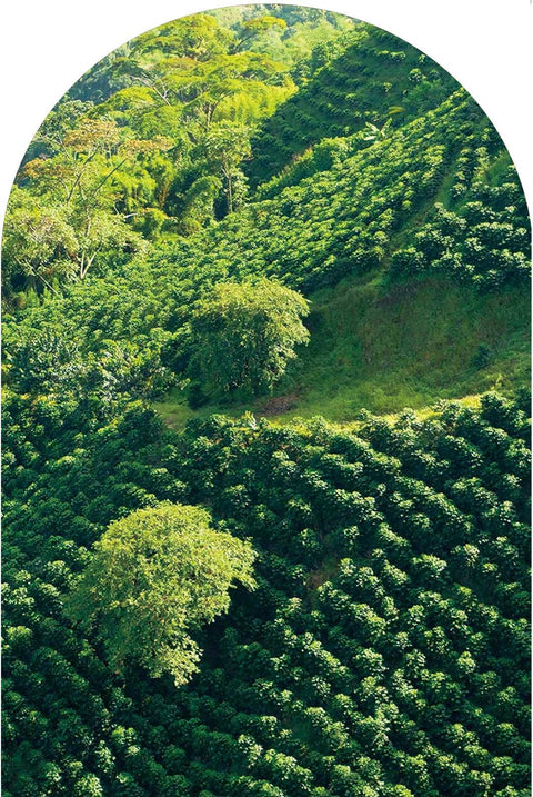 1organic-image-w1080 - オーガニックコーヒーの通販、サブスク - コーヒー豆の卸売り | TOKYO COFFEE Organic Coffee