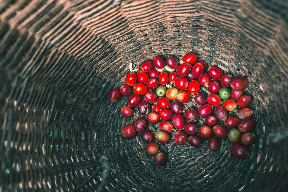 Live Organic: Cascara